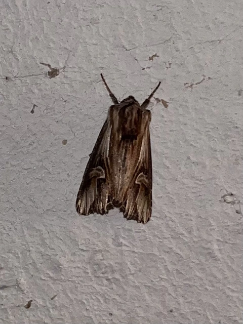 Actinotia polyodon - nagy sugarasbagoly
