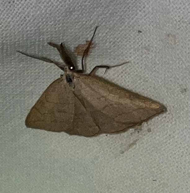 Polypogon tentacularia - sötétaljú karcsúbagoly