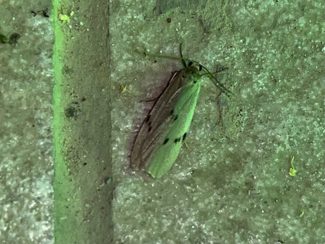 Pelosia muscerda - hamvas zuzmószövő