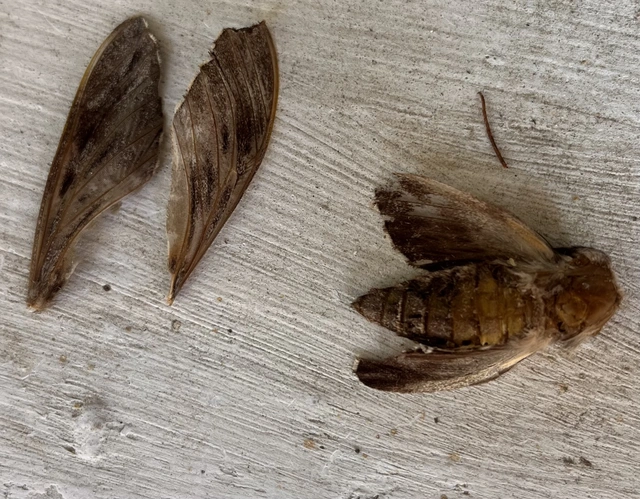 Hyloicus pinastri - fenyőszender