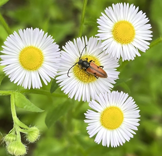 Vadonia unipunctata - kétpettyes virágcincér