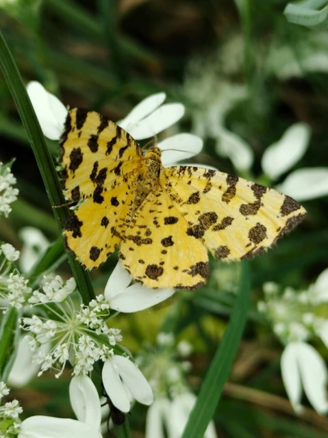 Pseudopanthera macularia - párducfoltos araszoló