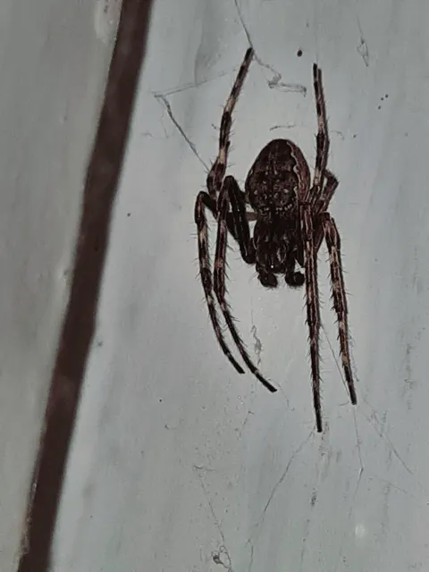 Nuctenea umbratica - közönséges rés-keresztespók
