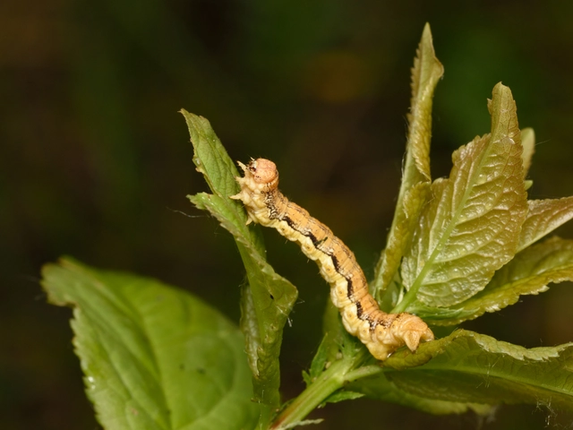 Erannis defoliaria - nagy téliaraszoló
