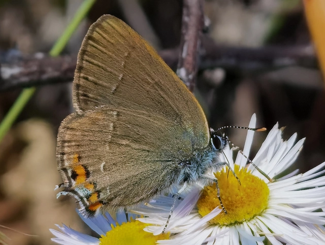 Satyrium acaciae - akác-csücsköslepke