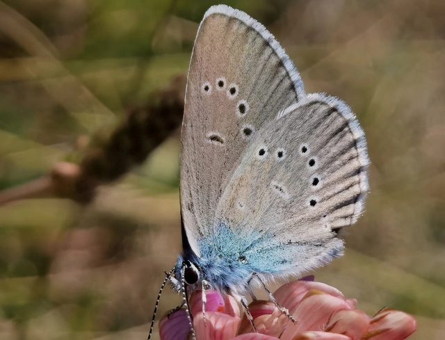 Cyaniris semiargus - aprószemes boglárka