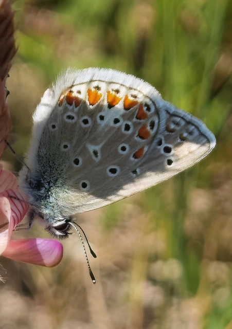 Polyommatus thersites - ibolyaszín boglárka