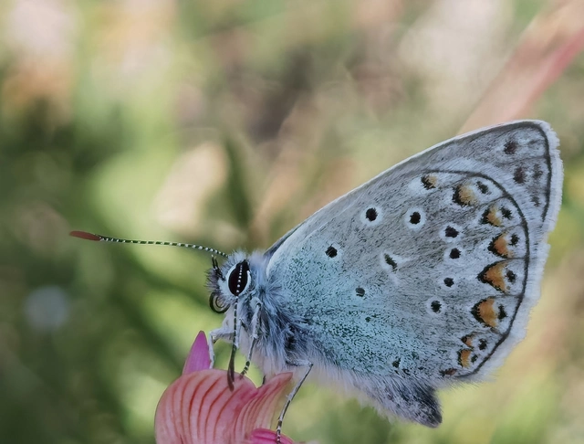 Polyommatus thersites - ibolyaszín boglárka