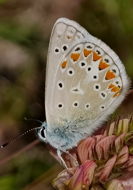 Polyommatus thersites - ibolyaszín boglárka