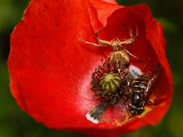 Xysticus