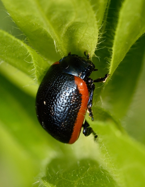 Chrysolina rossia - trapézhátú szegélyeslevelész