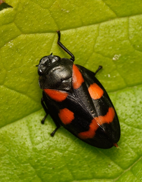 Cercopis arcuata/sanguinolenta