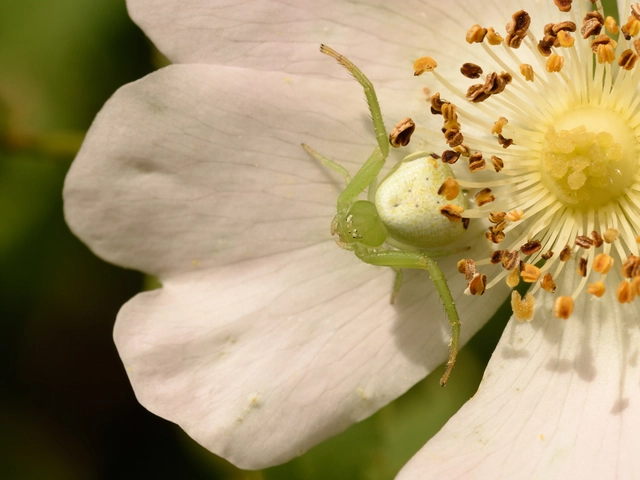 Ebrechtella tricuspidata - alakoskodó karolópók