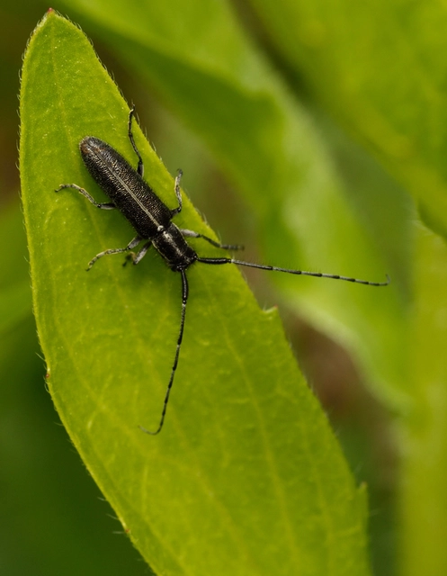 Agapanthia cardui - sávos bogáncscincér