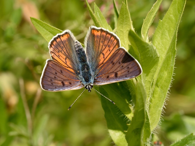 Lycaena alciphron - ibolyás tűzlepke