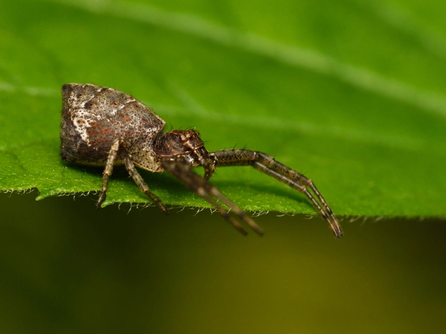 Tmarus piger/stellio