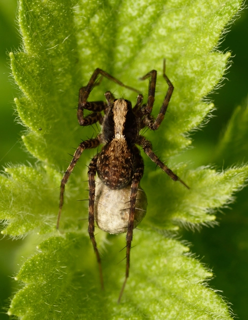 Pardosa alacris/lugubris