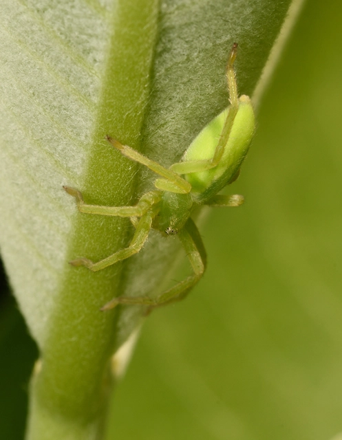 Micrommata virescens - hunyópók