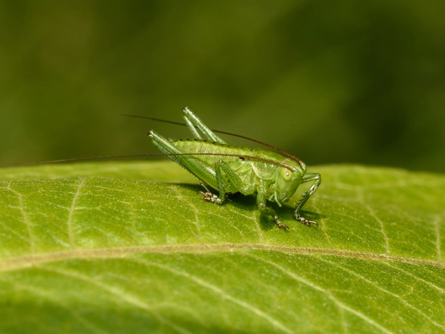 Tettigonia