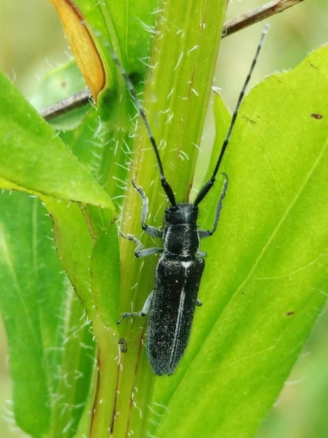 Agapanthia cardui - sávos bogáncscincér
