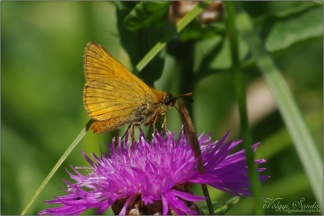 Ochlodes sylvanus - erdei busalepke