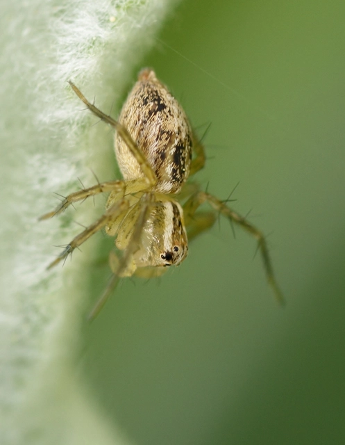 Oxyopes lineatus