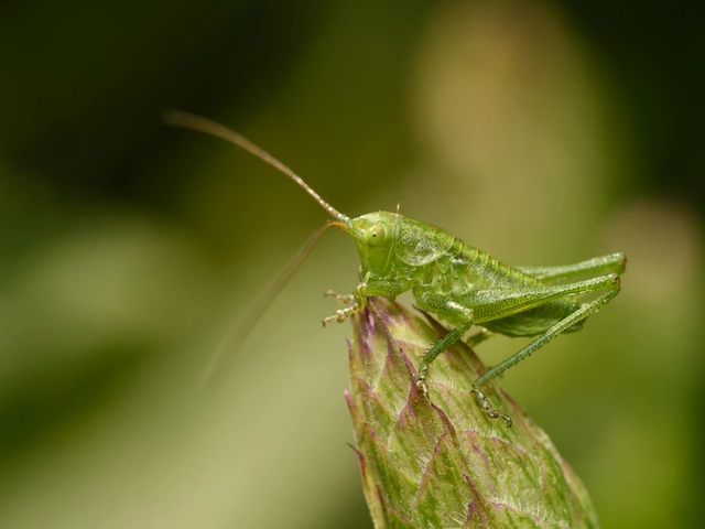 Tettigonia