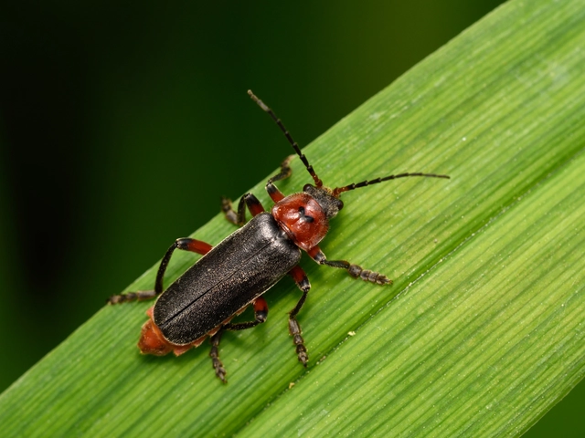 Cantharis rustica - suszterbogár