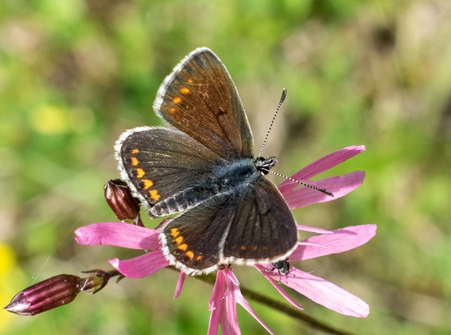 Aricia artaxerxes issekutzi - bükki szerecsenboglárka