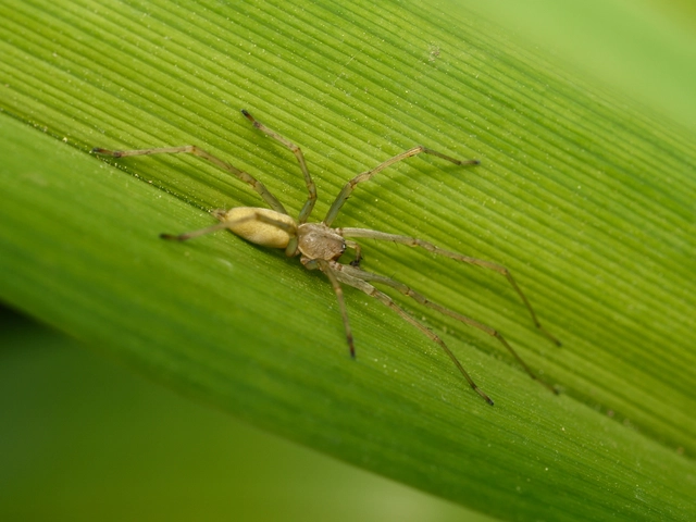 Cheiracanthium