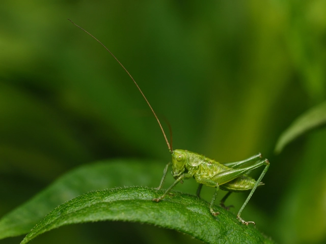 Tettigonia