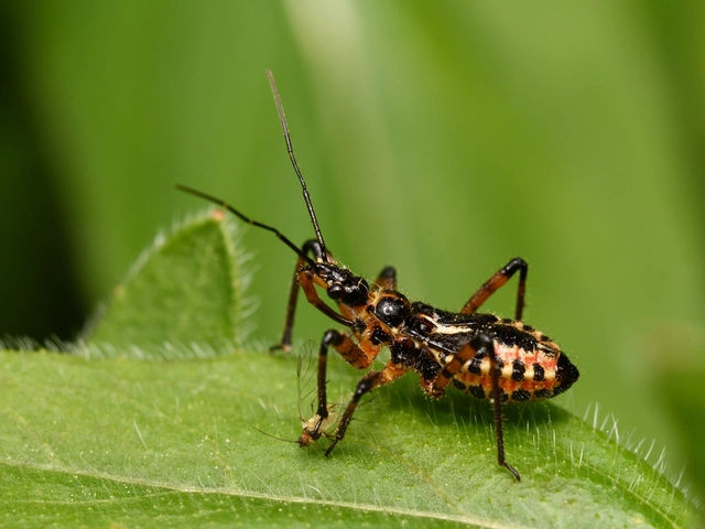 Rhynocoris