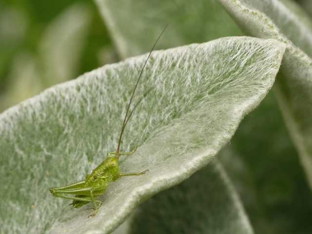 Tettigonia