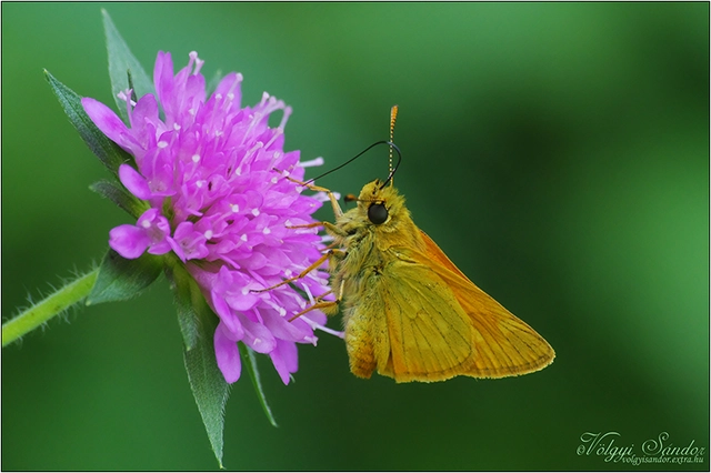 Ochlodes sylvanus - erdei busalepke