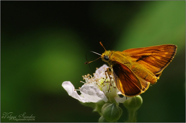 Ochlodes sylvanus - erdei busalepke