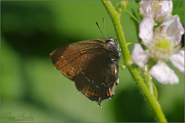 Satyrium ilicis - tölgyfa-csücsköslepke