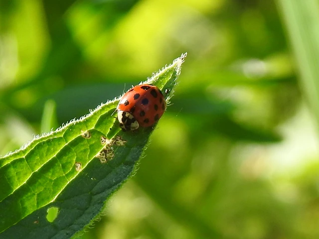 Harmonia axyridis - harlekinkatica