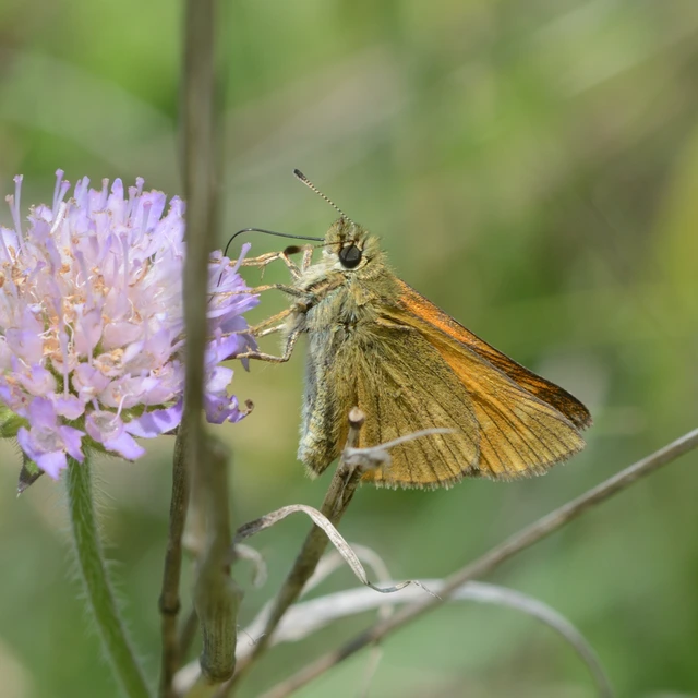 Ochlodes sylvanus - erdei busalepke
