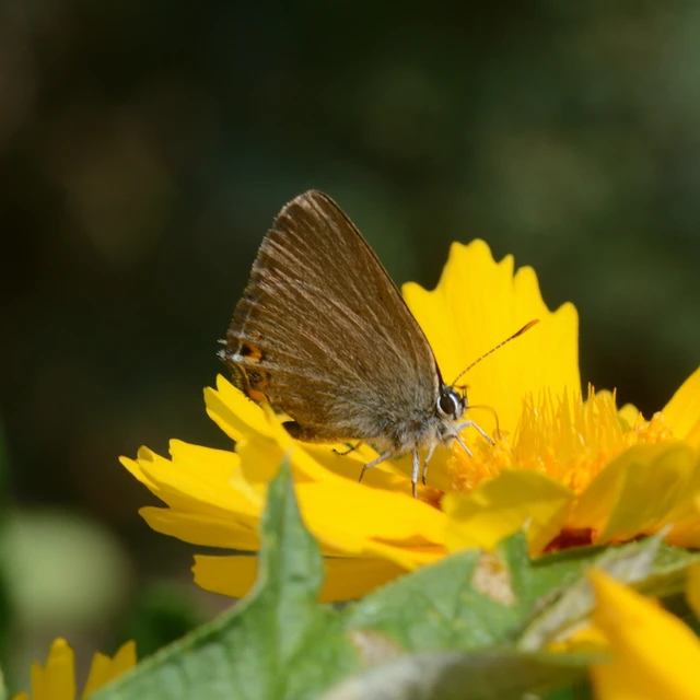 Satyrium acaciae - akác-csücsköslepke