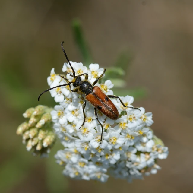Vadonia unipunctata - kétpettyes virágcincér