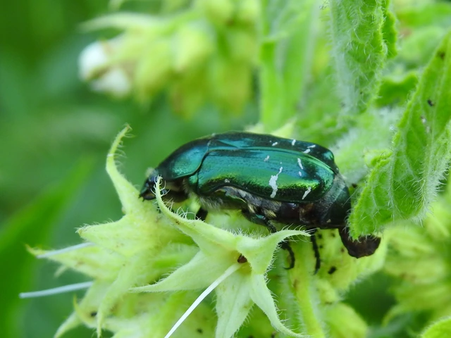 Cetonia aurata - aranyos virágbogár