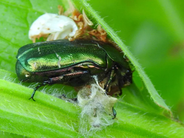 Cetonia aurata - aranyos virágbogár