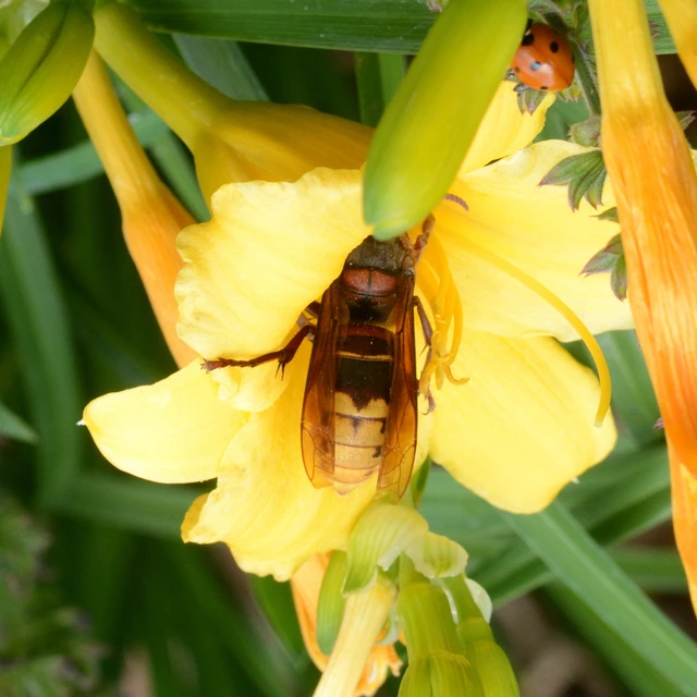 Vespa crabro - lódarázs