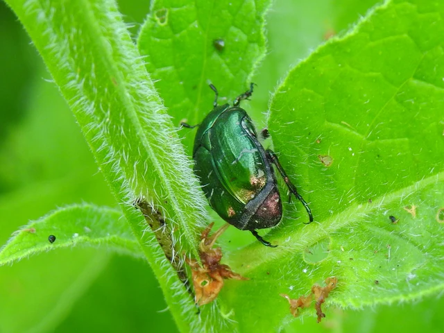Cetonia aurata - aranyos virágbogár