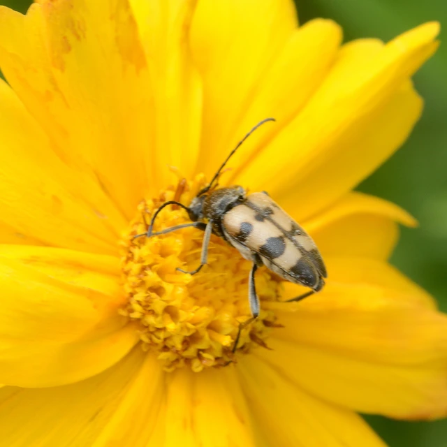 Pachytodes cerambyciformis - változékony virágcincér