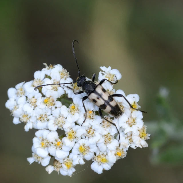 Pachytodes erraticus - rajzos virágcincér
