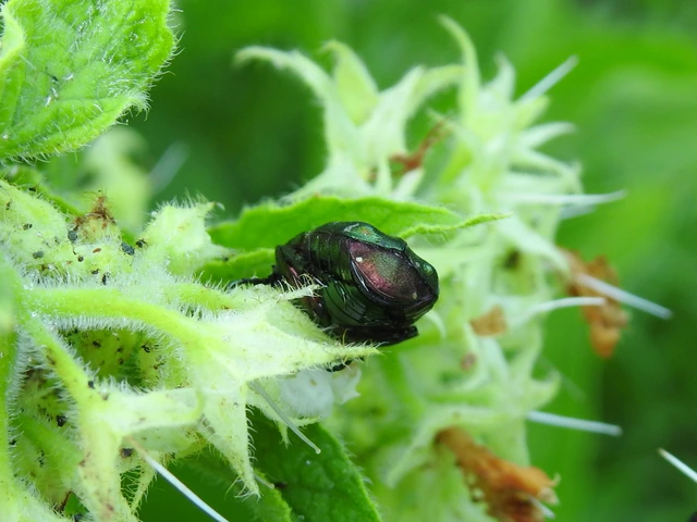 Cetonia aurata - aranyos virágbogár