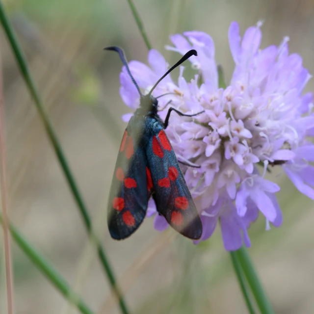 Zygaena filipendulae - acélszínű csüngőlepke