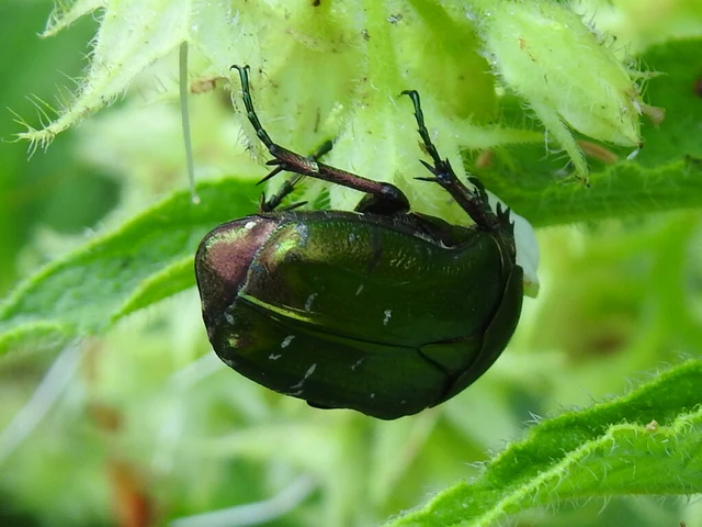 Cetonia aurata - aranyos virágbogár