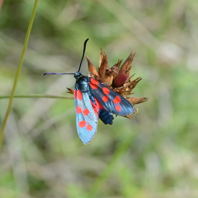 Zygaena filipendulae - acélszínű csüngőlepke
